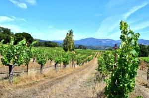 sonoma vineeyard tw jan 16