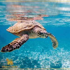 singhha turtles tw 23516